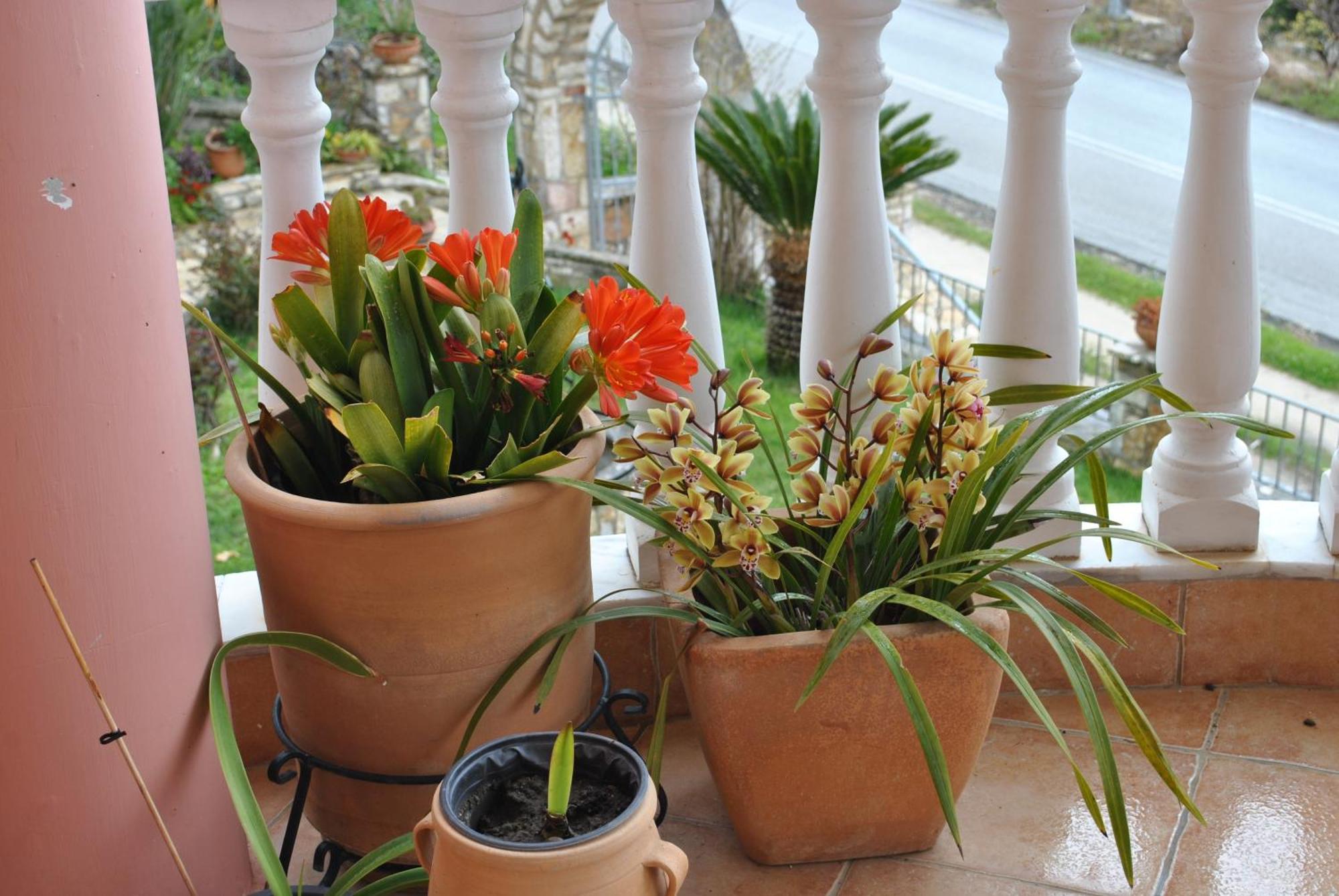 Amaryllis House Leilighet Parga Eksteriør bilde